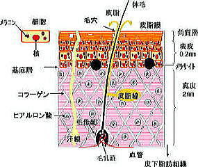 skinsystem111.jpg